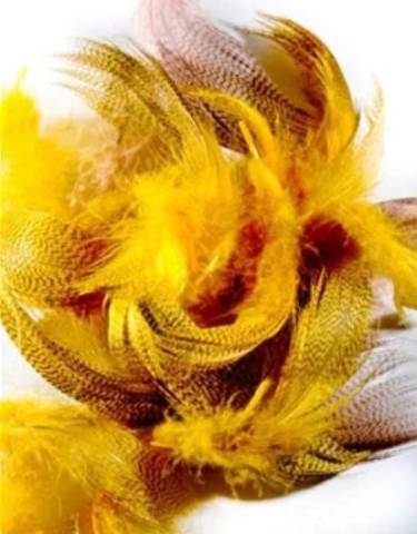 Cascade Crest Mallard Flank Feathers